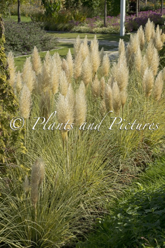 Cortaderia selloana ‘Golden Goblin’
