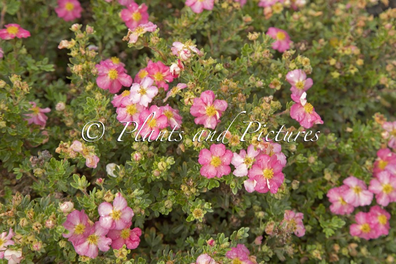 Potentilla fruticosa ‘SMNPPS’ (HAPPY HEARTS PINK STAR)