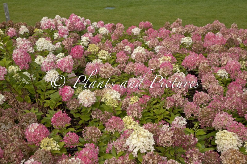 Hydrangea paniculata ‘SMNHPM’ (QUICK FIRE FAB)