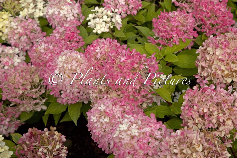 Hydrangea paniculata ‘SMNHPM’ (QUICK FIRE FAB)