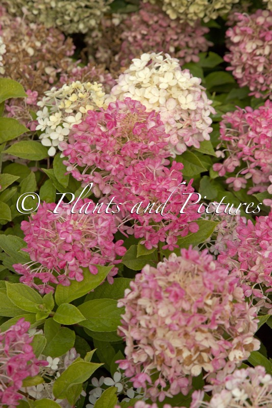Hydrangea paniculata ‘SMNHPM’ (QUICK FIRE FAB)