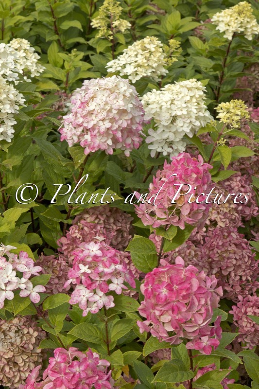 Hydrangea paniculata ‘SMNHPK’ (FIRE LIGHT TINY BIT)