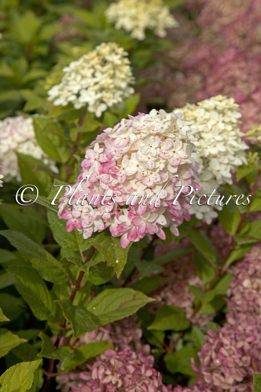 Hydrangea paniculata ‘SMNHPK’ (FIRE LIGHT TINY BIT)