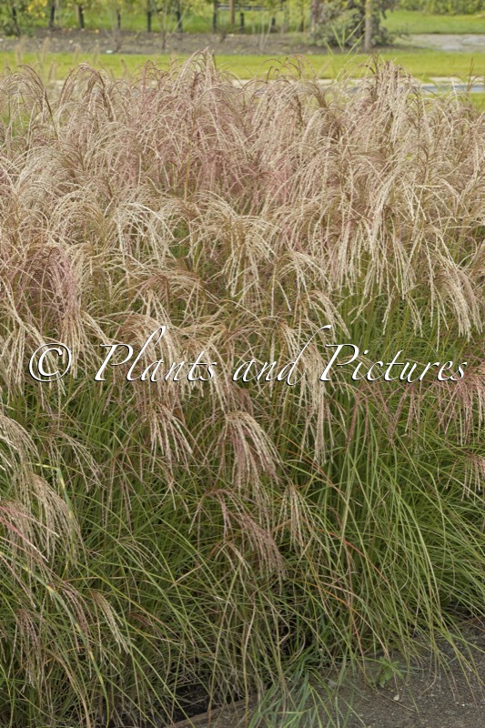Miscanthus sinensis ‘EMPMIS1’ (RED CLOUD)