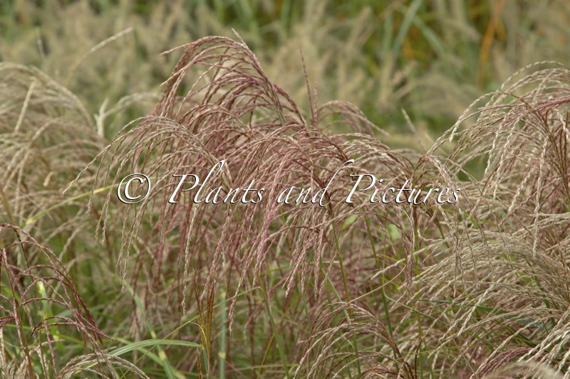 Miscanthus sinensis ‘EMPMIS1’ (RED CLOUD)
