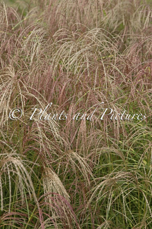 Miscanthus sinensis ‘EMPMIS1’ (RED CLOUD)
