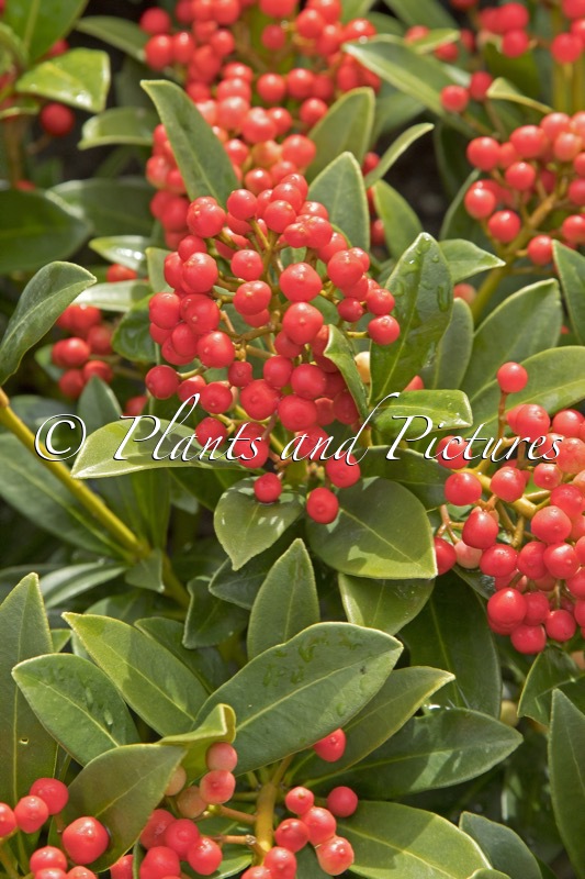 Skimmia japonica ‘Pabella’