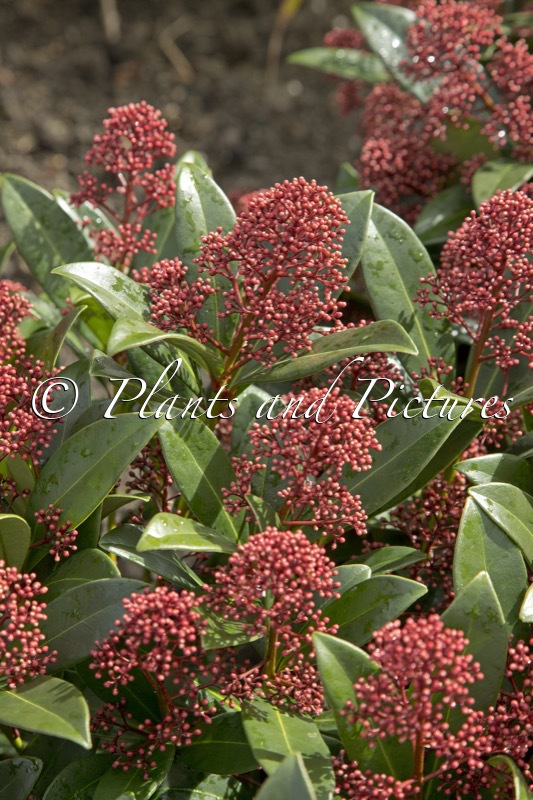 Skimmia japonica ‘Rubella”