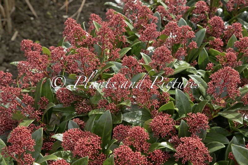 Skimmia japonica ‘Rubella”