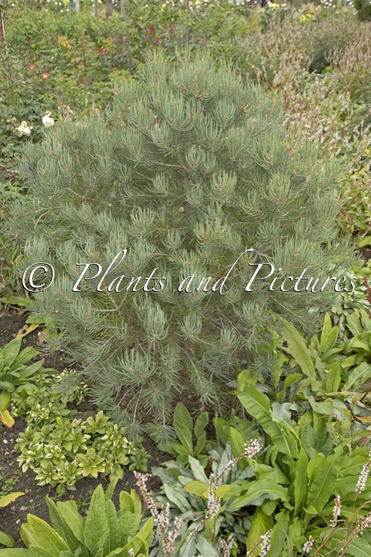 Pinus monophylla ‘Tioga Pass’