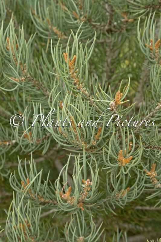 Pinus monophylla ‘Tioga Pass’