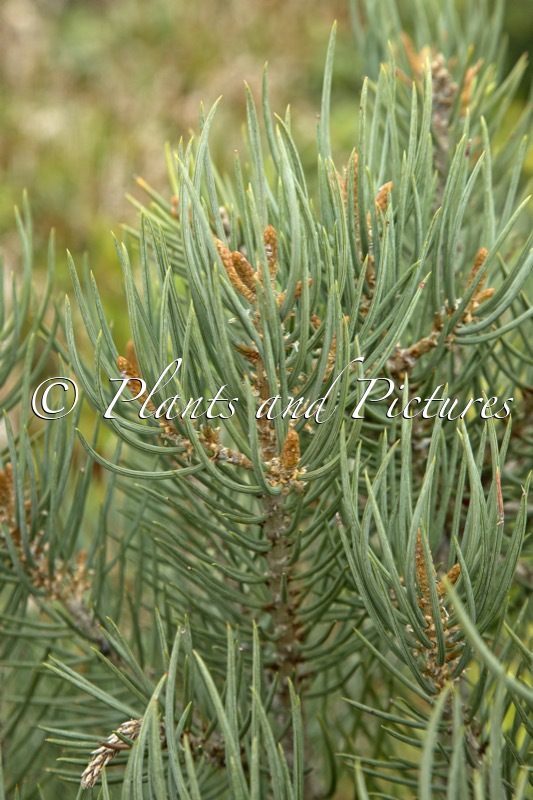 Pinus monophylla ‘Tioga Pass’