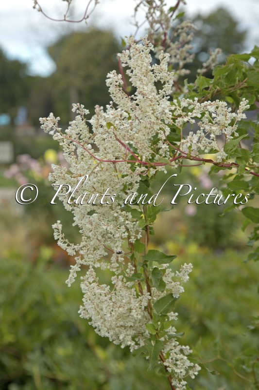 Fallopia baldschuanica