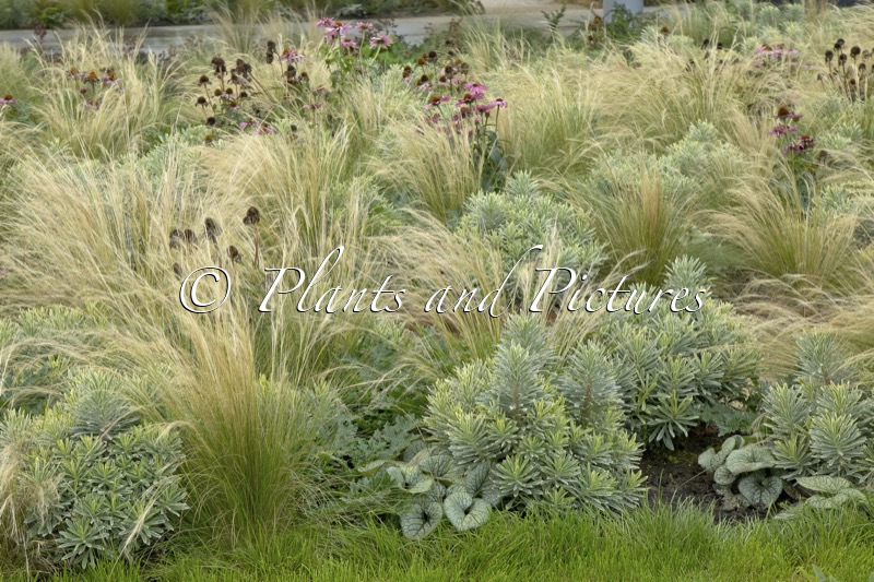 Stipa tenuissima (+ Euphorbia characias ‘Silver Edge’)