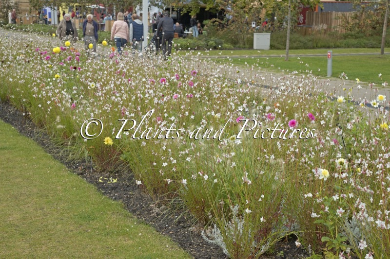 Gaura lindheimeri ‘Whirling Butterflies’