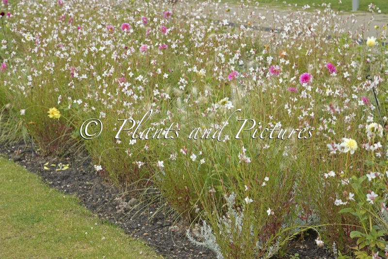 Gaura lindheimeri ‘Whirling Butterflies’