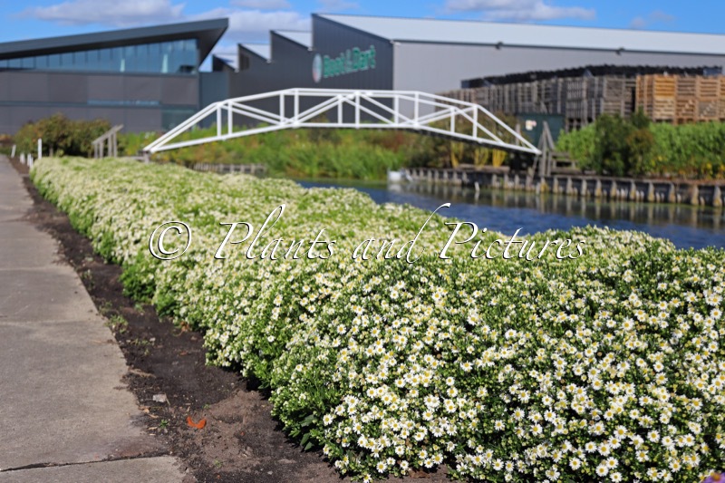 Aster ageratoides ‘Bocopola’ (POLARIS)