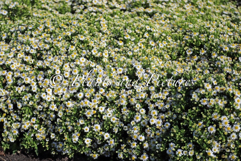Aster ageratoides ‘Bocopola’ (POLARIS)