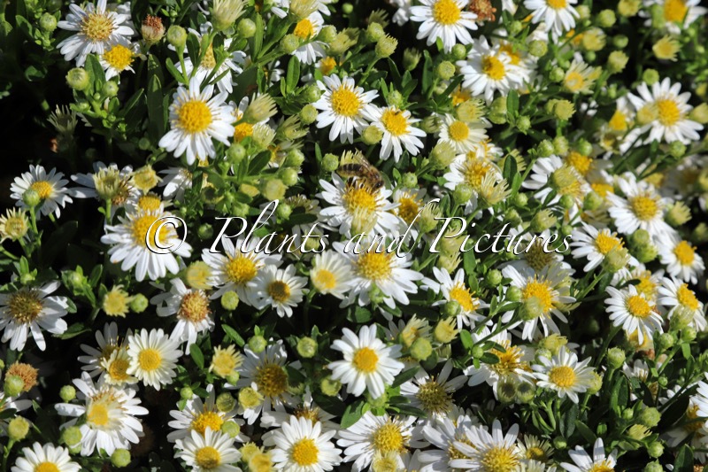Aster ageratoides ‘Bocopola’ (POLARIS)