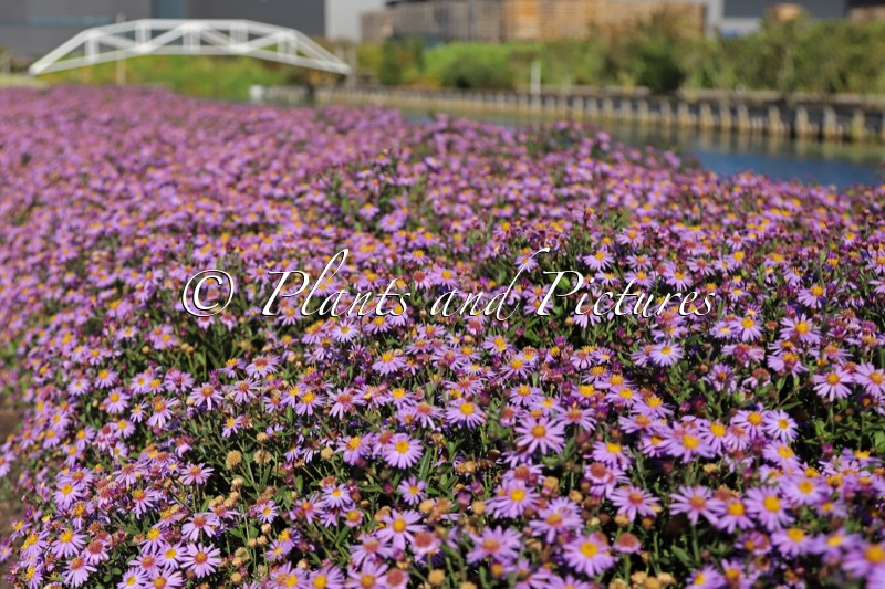 Aster ageratoides ‘Bocosir’ (SIRIUS)