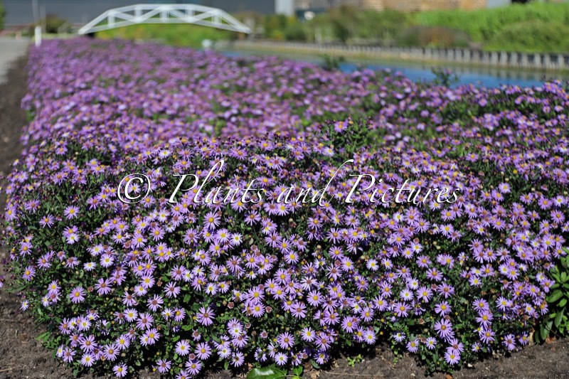 Aster ageratoides ‘Bocopollu’ (POLLUX)