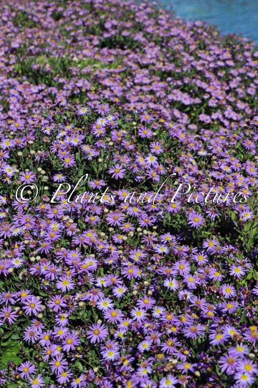 Aster ageratoides ‘Bocopollu’ (POLLUX)