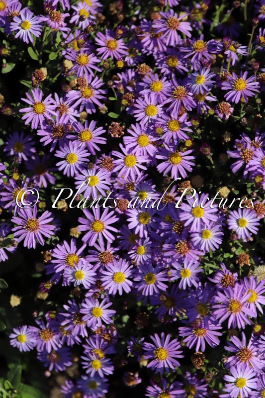 Aster ageratoides ‘Bocopollu’ (POLLUX)