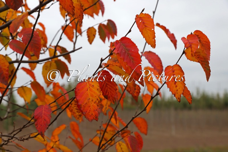Carpinus caroliniana ‘Uxbridge’ (RISING FIRE)