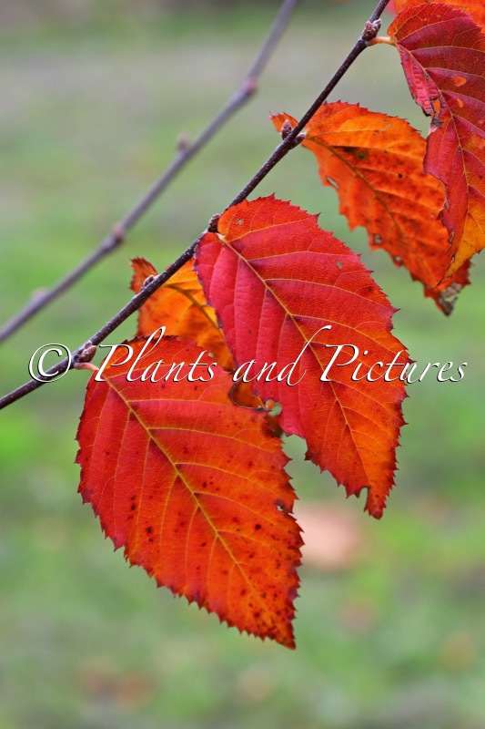 Carpinus caroliniana ‘Uxbridge’ (RISING FIRE)