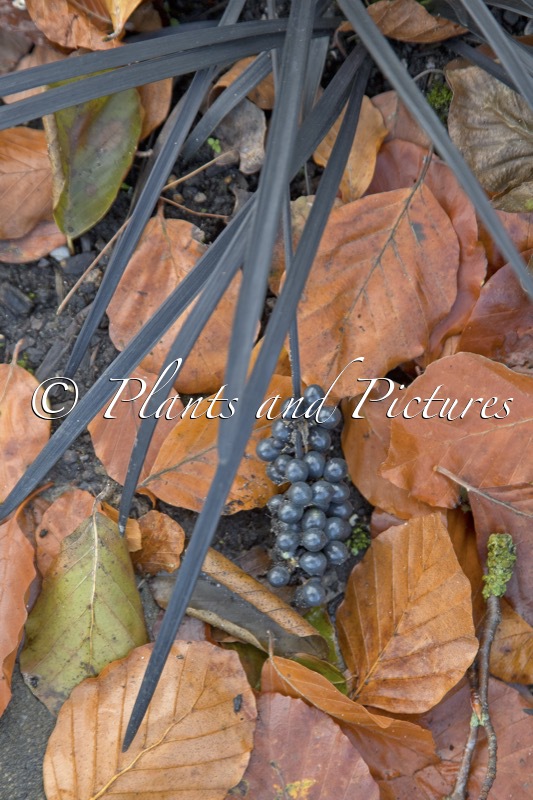 Ophiopogon planiscapus ‘Niger’