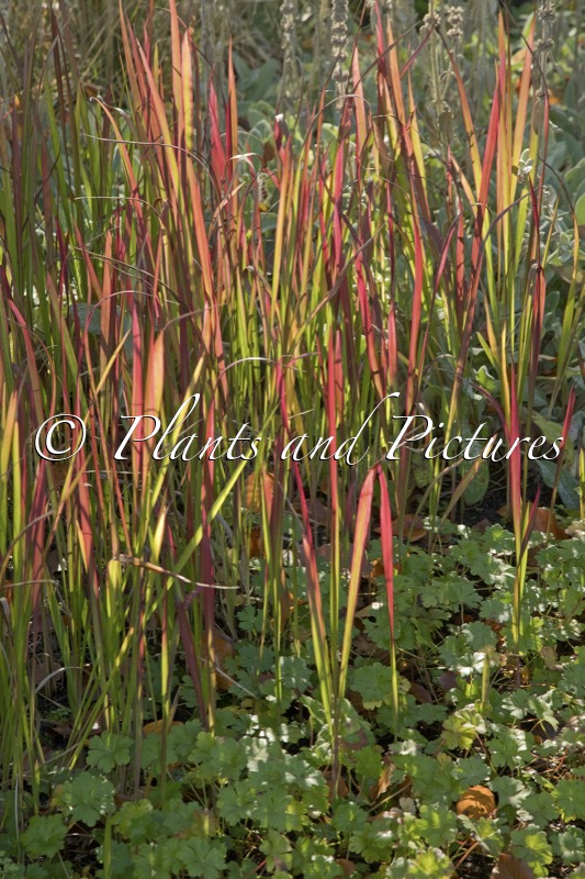 Imperata cylindrica ‘Red Baron’