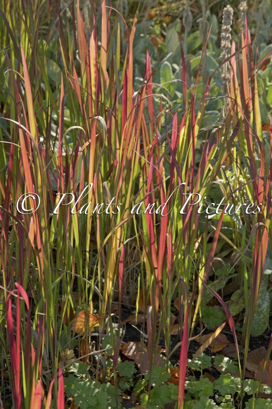 Imperata cylindrica ‘Red Baron’