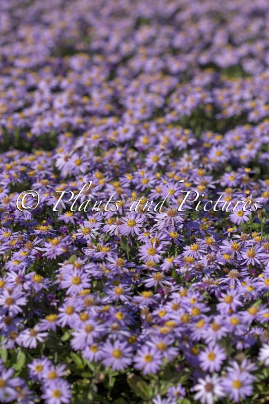 Aster ageratoides ‘Bocosir’ (SIRIUS)