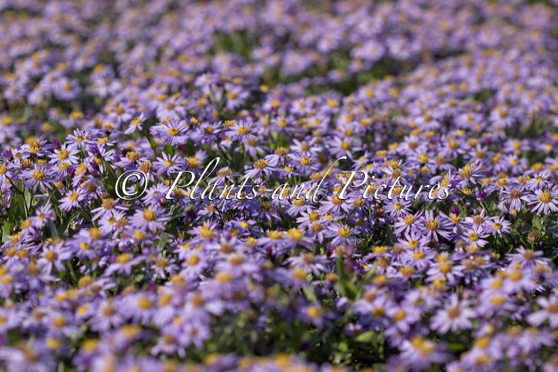 Aster ageratoides ‘Bocosir’ (SIRIUS)