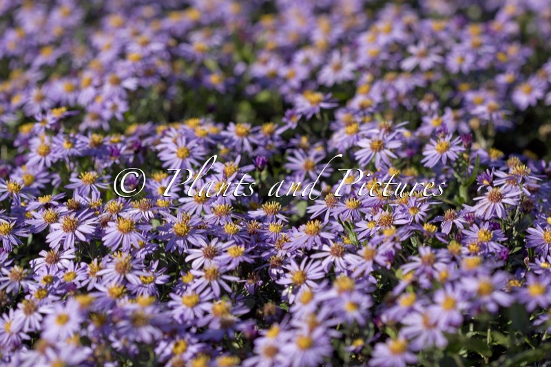 Aster ageratoides ‘Bocosir’ (SIRIUS)