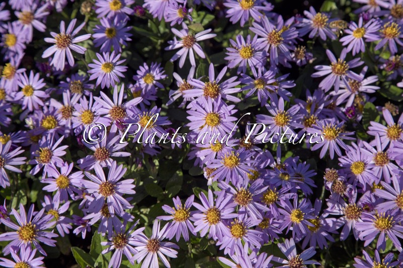 Aster ageratoides ‘Bocosir’ (SIRIUS)