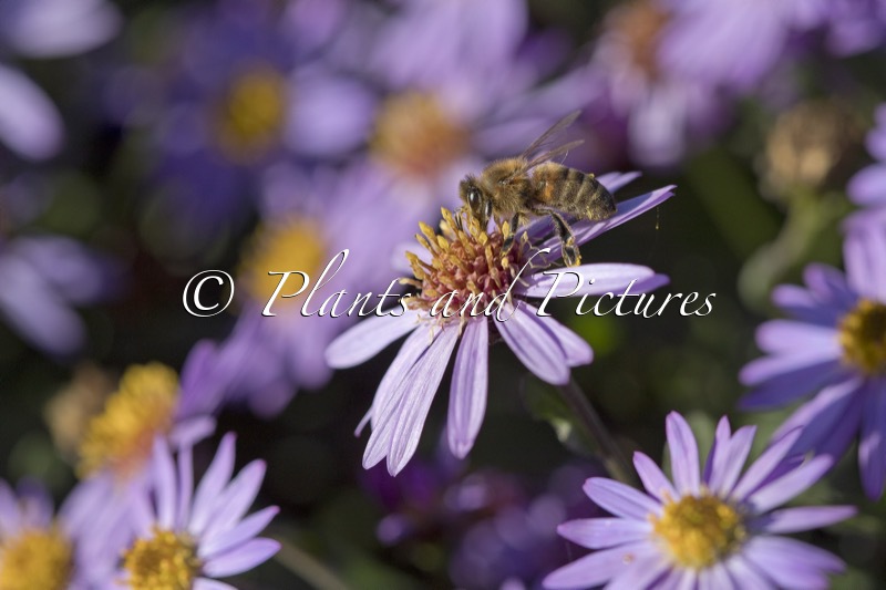 Aster ageratoides ‘Bocosir’ (SIRIUS)