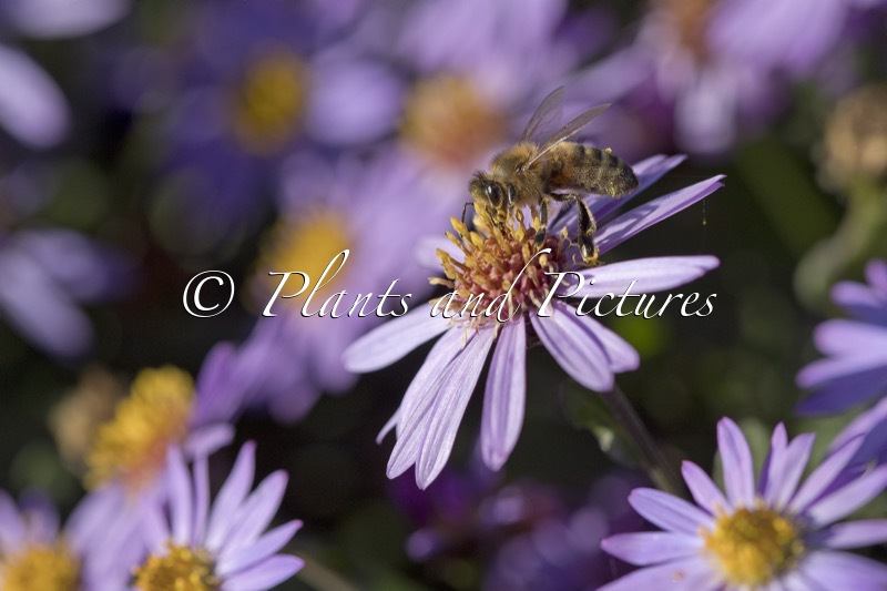 Aster ageratoides ‘Bocosir’ (SIRIUS)