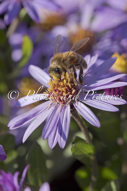 Aster ageratoides ‘Bocosir’ (SIRIUS)