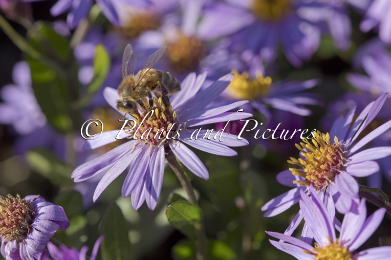 Aster ageratoides ‘Bocosir’ (SIRIUS)