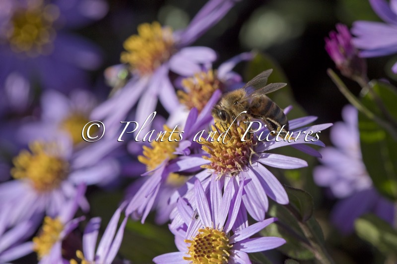 Aster ageratoides ‘Bocosir’ (SIRIUS)