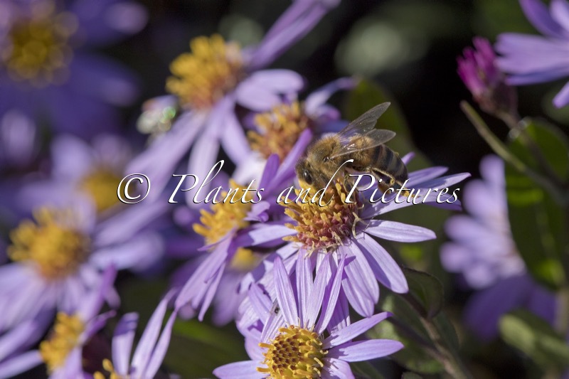 Aster ageratoides ‘Bocosir’ (SIRIUS)