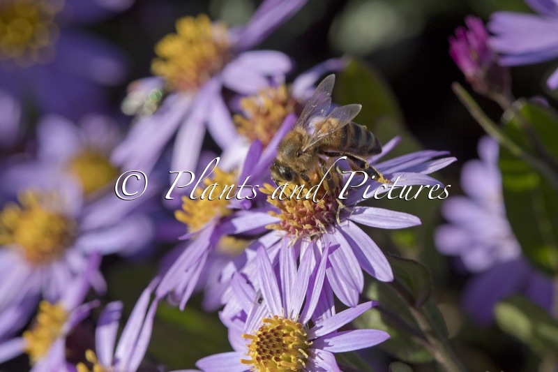 Aster ageratoides ‘Bocosir’ (SIRIUS)