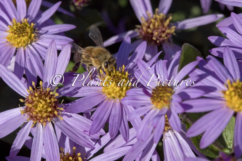 Aster ageratoides ‘Bocosir’ (SIRIUS)