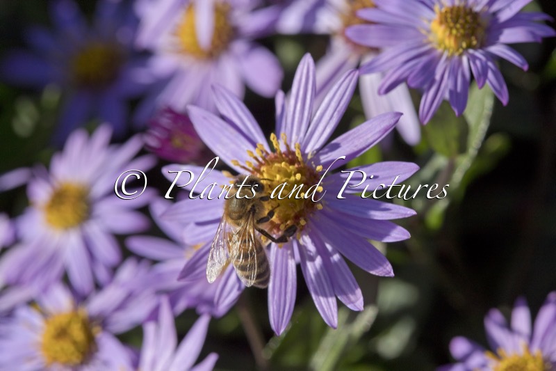 Aster ageratoides ‘Bocosir’ (SIRIUS)