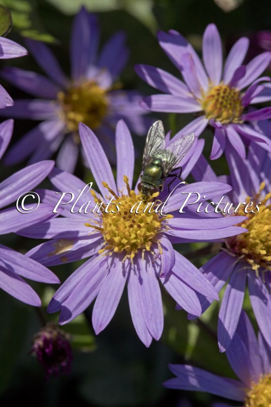 Aster ageratoides ‘Bocosir’ (SIRIUS)