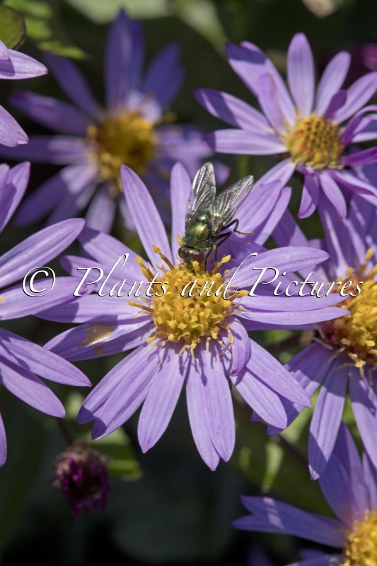 Aster ageratoides ‘Bocosir’ (SIRIUS)