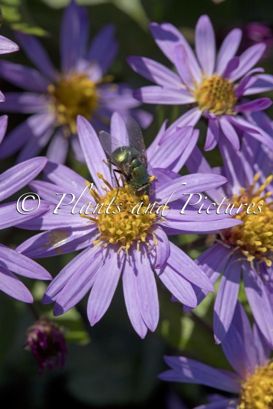 Aster ageratoides ‘Bocosir’ (SIRIUS)