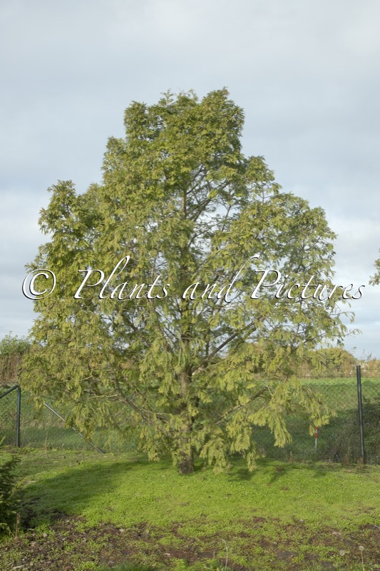 Metasequoia glyptostroboides ‘Chubby’