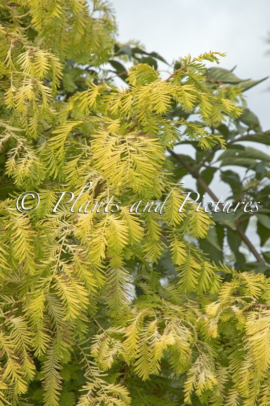 Metasequoia glyptostroboides ‘Golden Dawn’